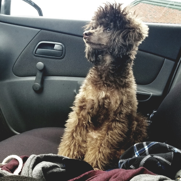 Meet your Posher, Shaylie - Picture 8 of 12